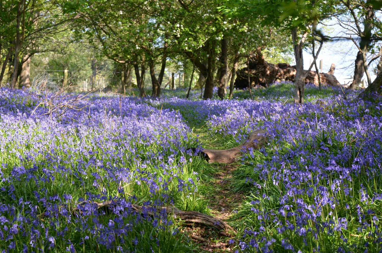 Bluebell Walk