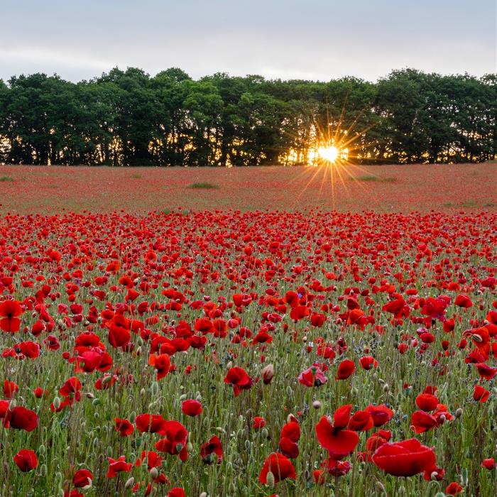 Remembrance Parades 